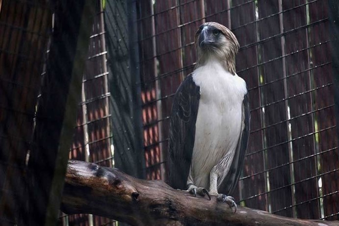 Philippine Eagle rescued in Bukidnon